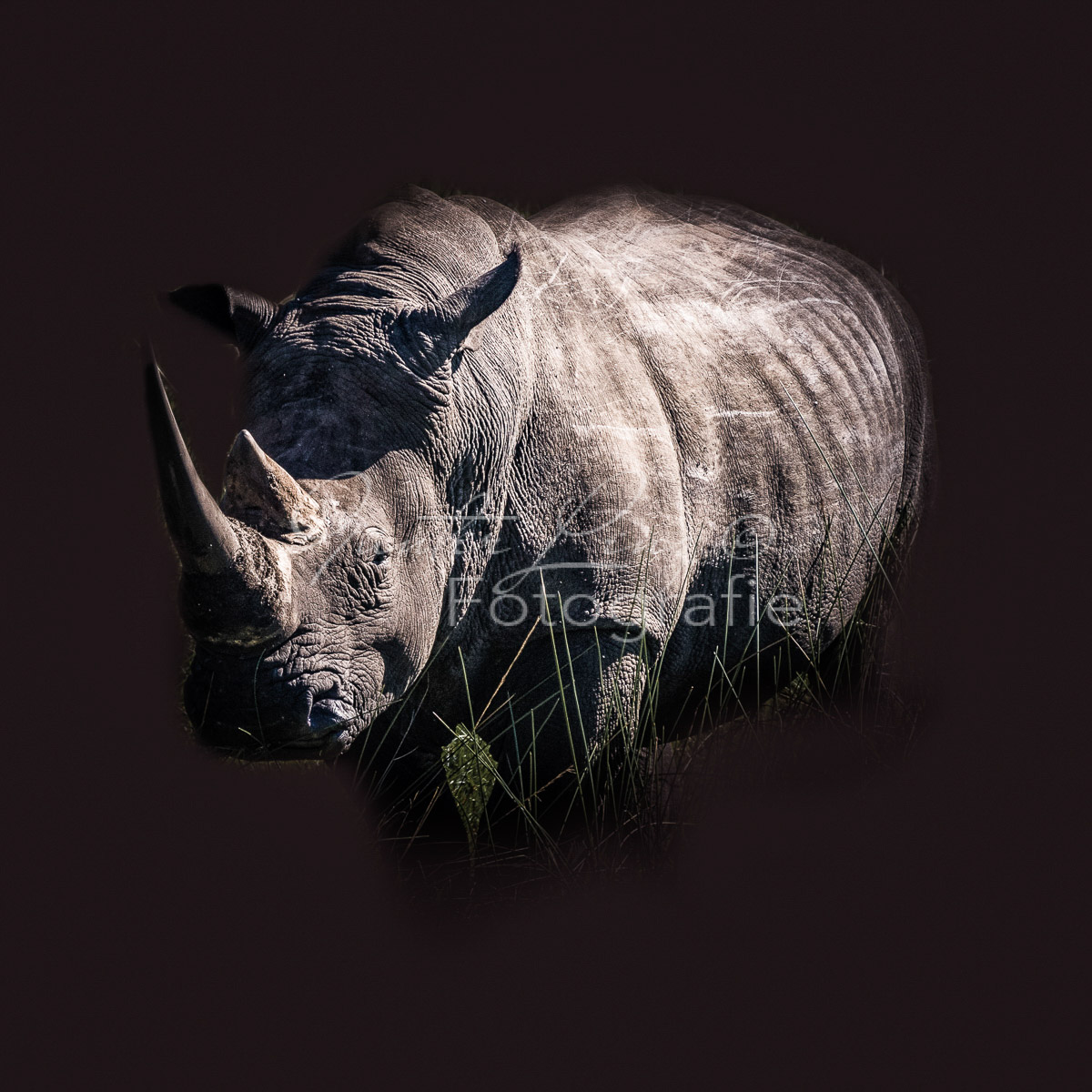 Breitmaulnashorn (Ceratotherium simum)