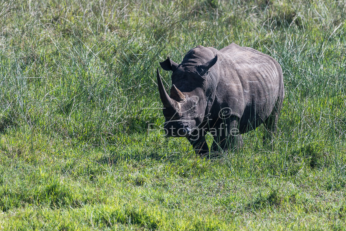 Breitmaulnashorn (Ceratotherium simum)