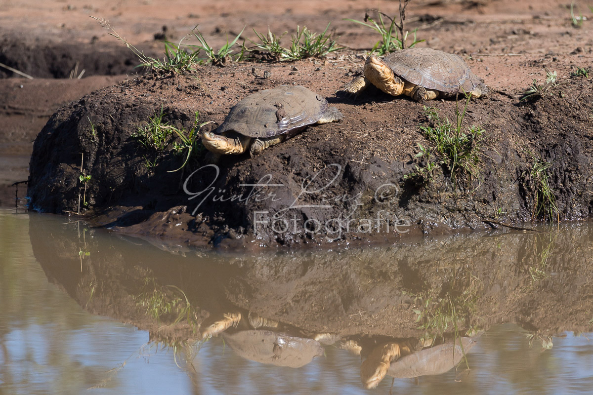 Gezähnelte Pelomeduse (Pelusios sinuatus), Hluhluwe-Imfolozi Park,