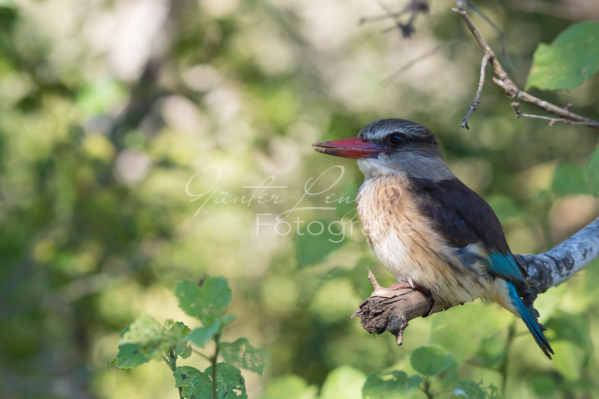 Braunkopfliest (Halcyon albiventris), Hluhluwe-Imfolozi Park,
