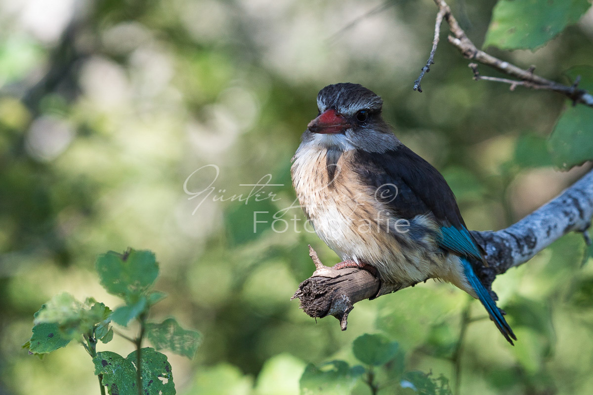 Braunkopfliest (Halcyon albiventris), Hluhluwe-Imfolozi Park,