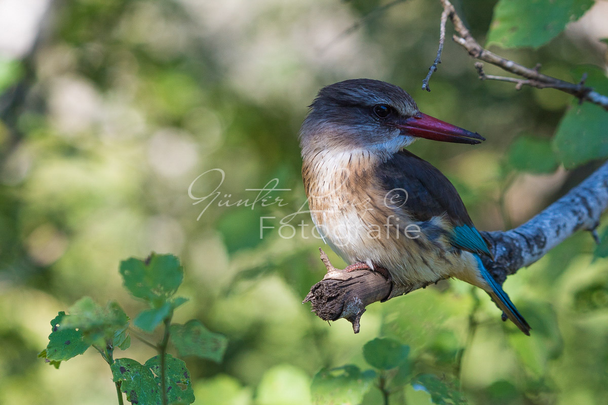Braunkopfliest (Halcyon albiventris), Hluhluwe-Imfolozi Park,