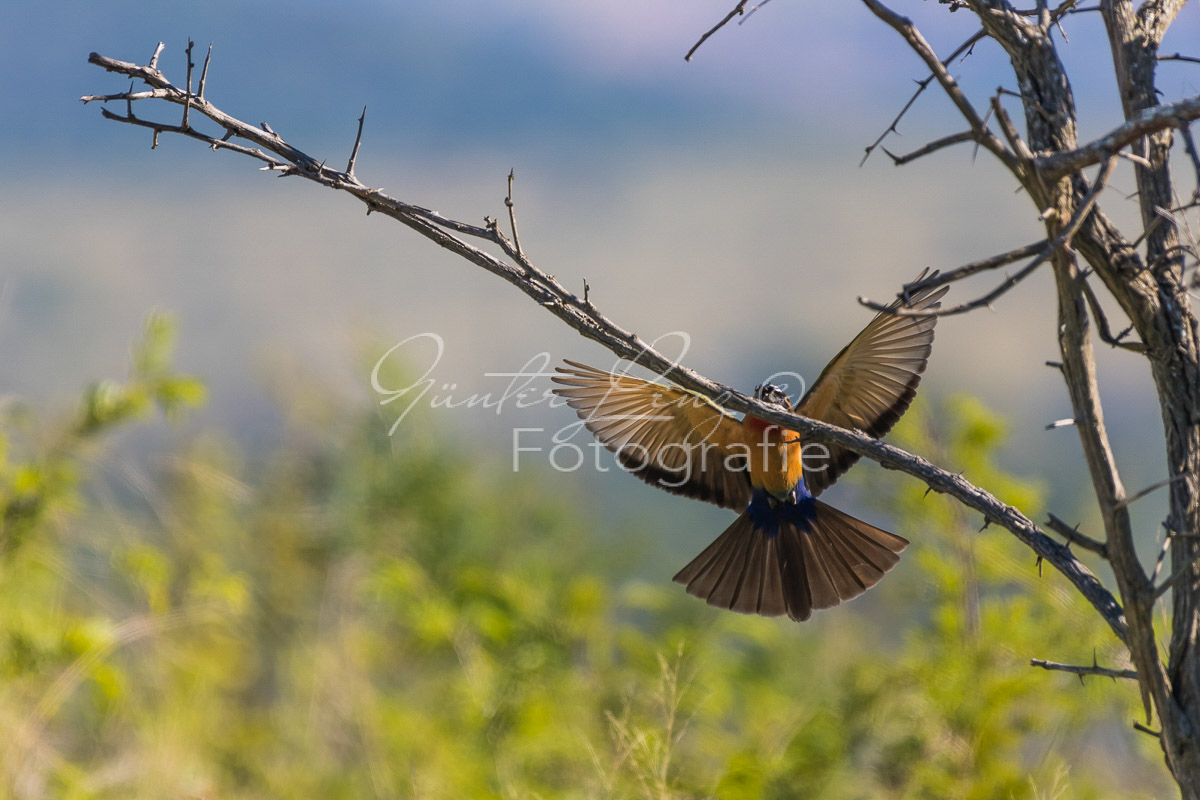  Hluhluwe-Imfolozi Park,