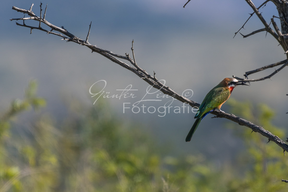  Hluhluwe-Imfolozi Park,