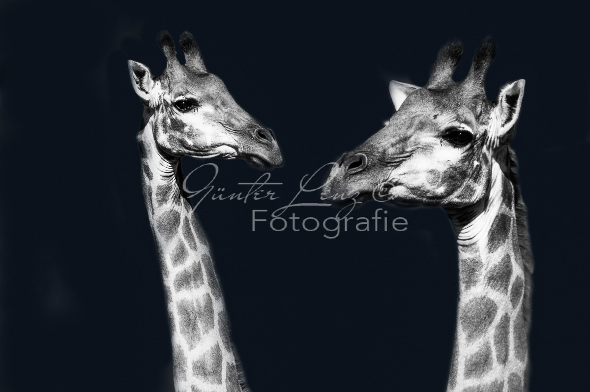 Giraffe (Giraffa camelopardalis), Hluhluwe-Imfolozi Park,