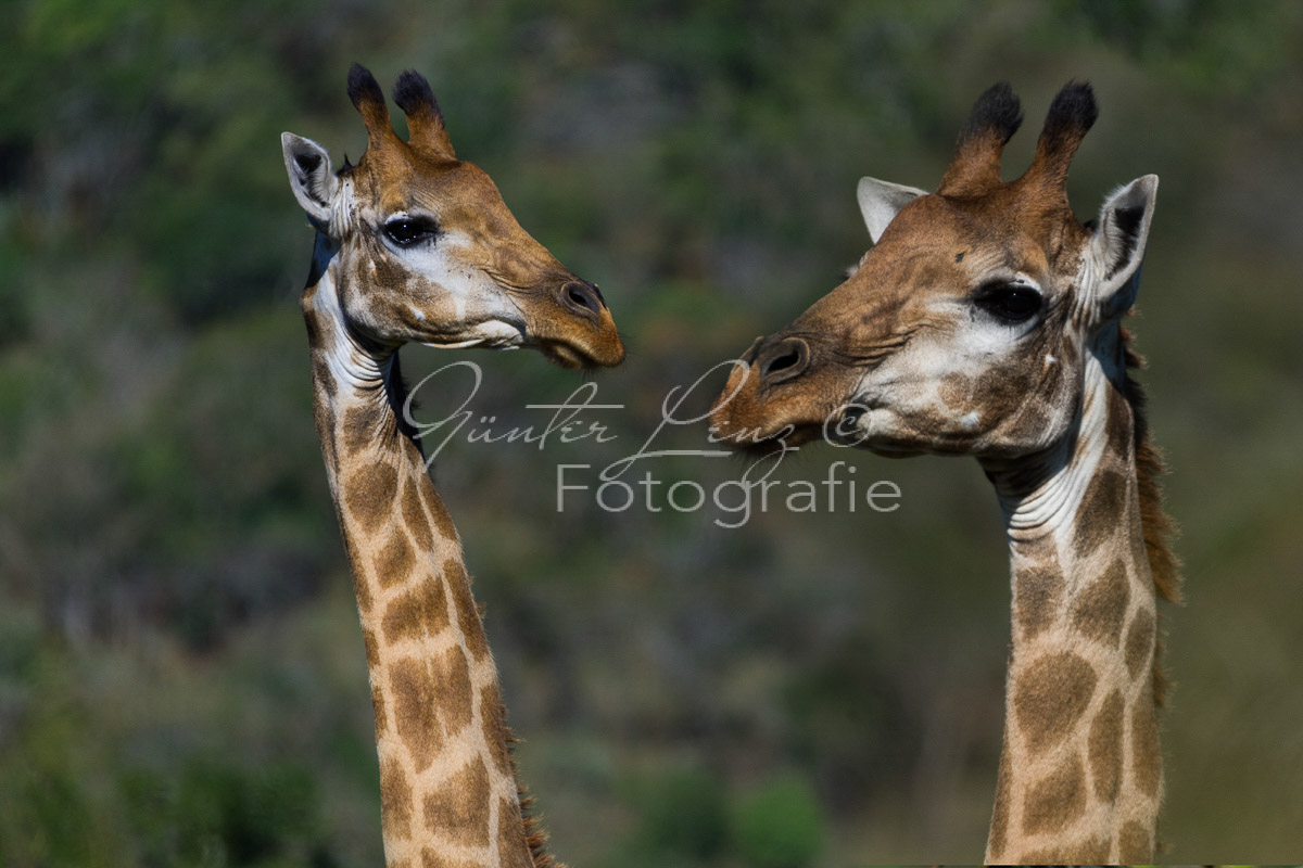 Giraffe (Giraffa camelopardalis), Hluhluwe-Imfolozi Park,
