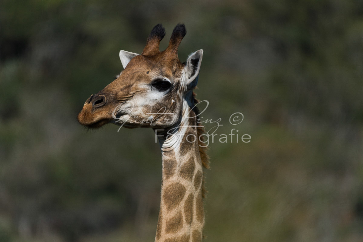 Giraffe (Giraffa camelopardalis), Hluhluwe-Imfolozi Park,