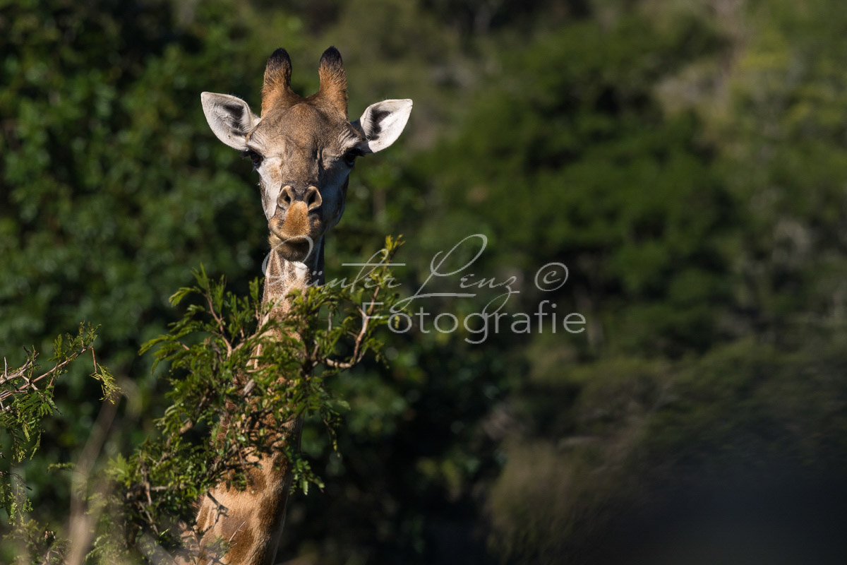 Giraffe (Giraffa camelopardalis), Hluhluwe-Imfolozi Park,