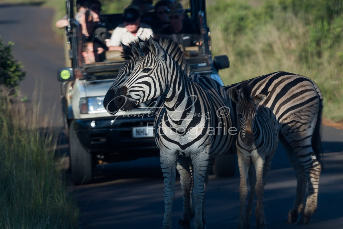 Hluhluwe-Imfolozi Park,