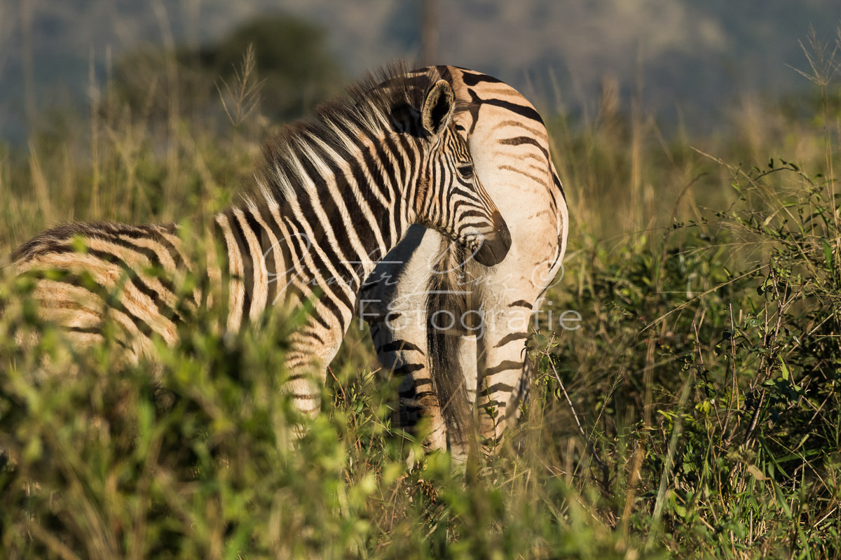 Hluhluwe-Imfolozi Park,