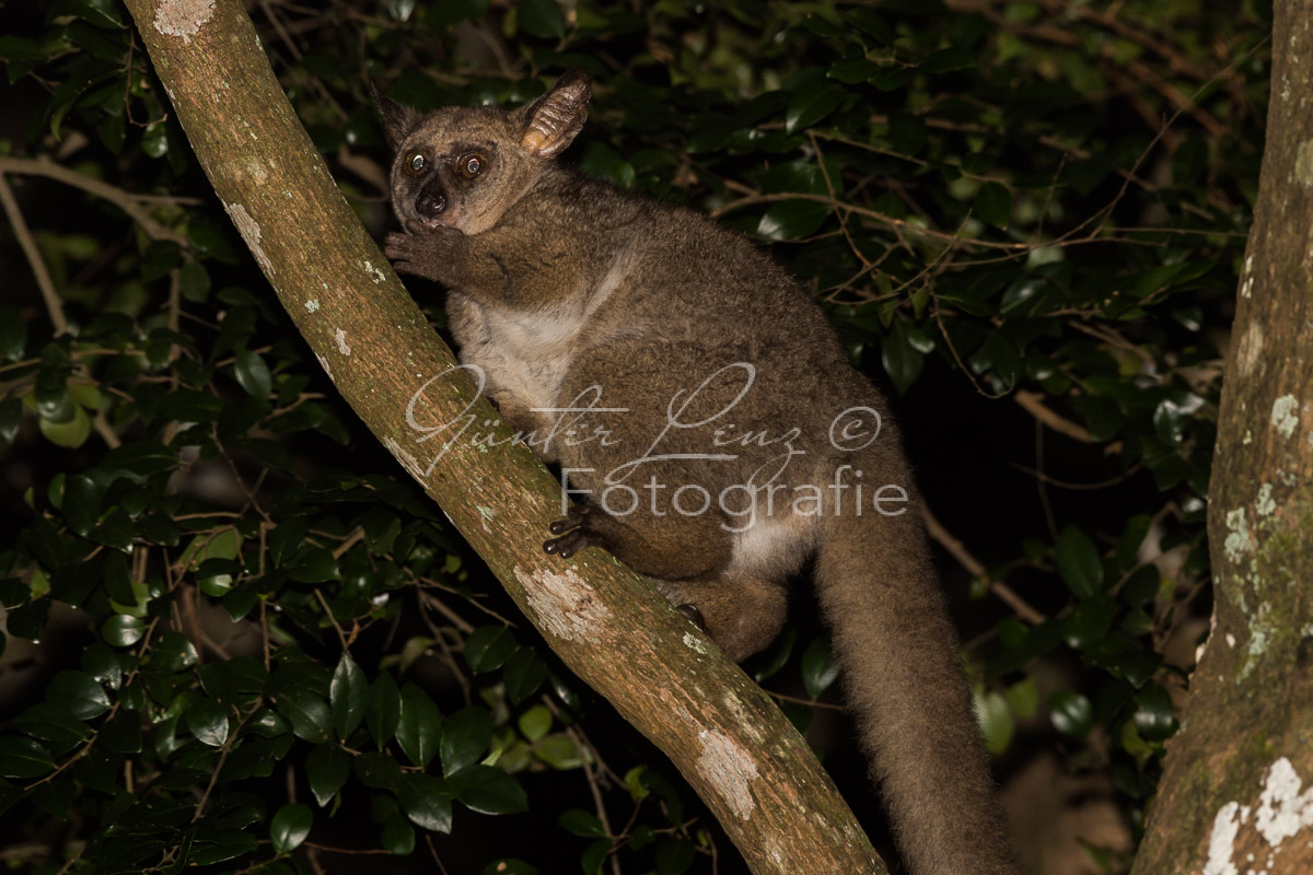 Kosi Forest, iSimangaliso Wetland Park