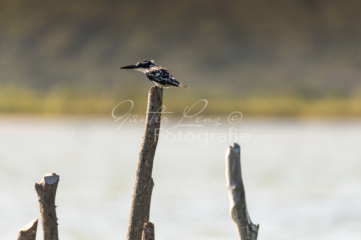 Kosi Forest, iSimangaliso Wetland Park