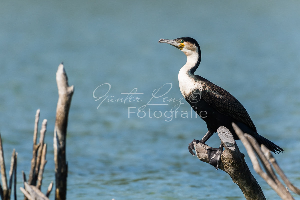 Weißbrustkormoran (Phalacrocorax lucidus)