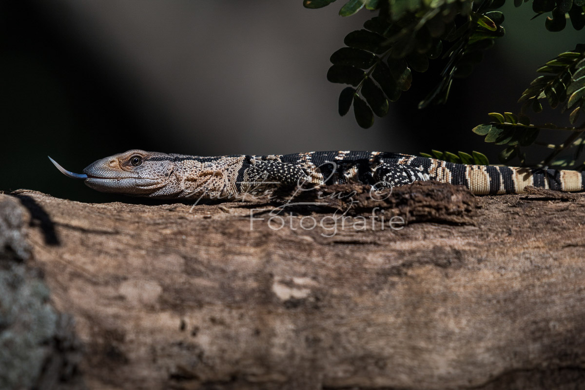 Eidechse,  iSimangaliso Wetland Park