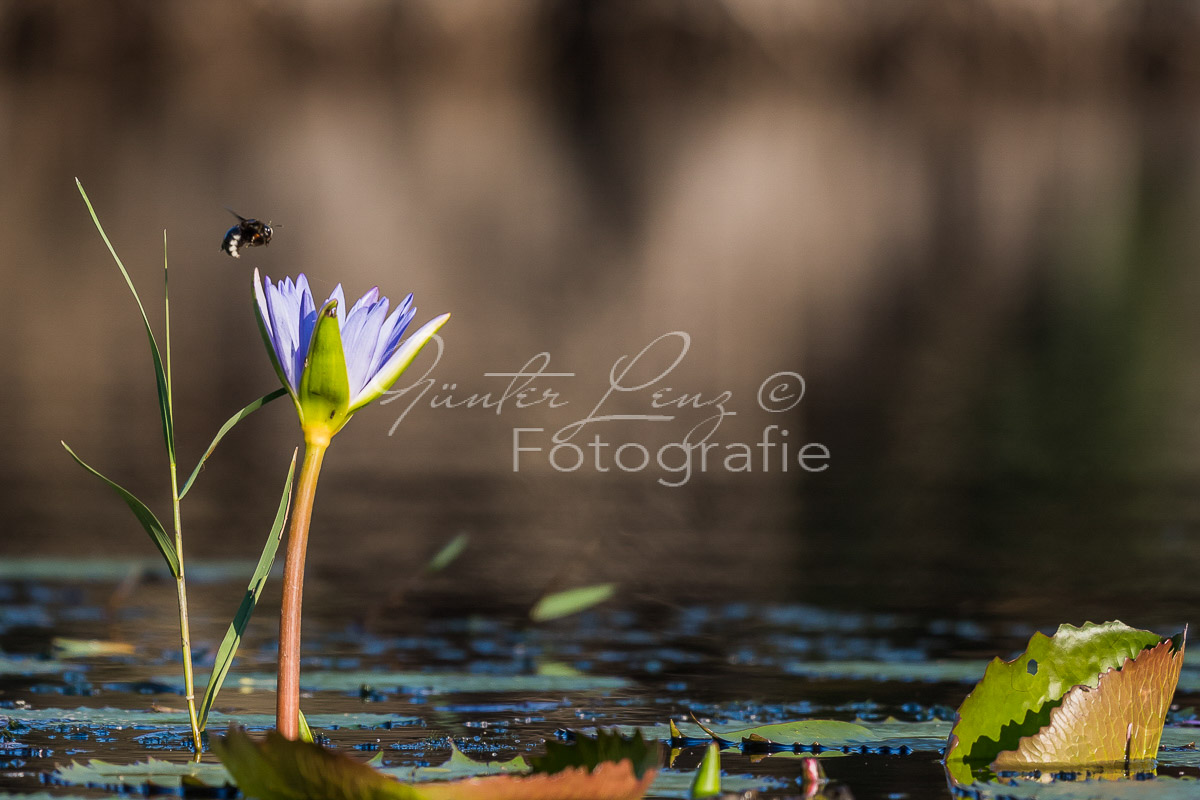 Seerose mit Biene, Kosi Forest, iSimangaliso Wetland Park