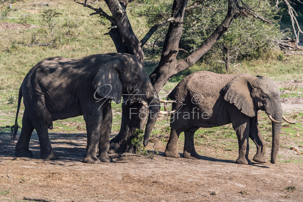 Tembe Elephant Park