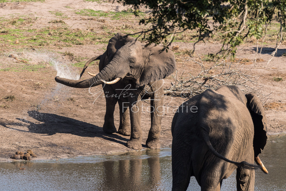 Tembe Elephant Park