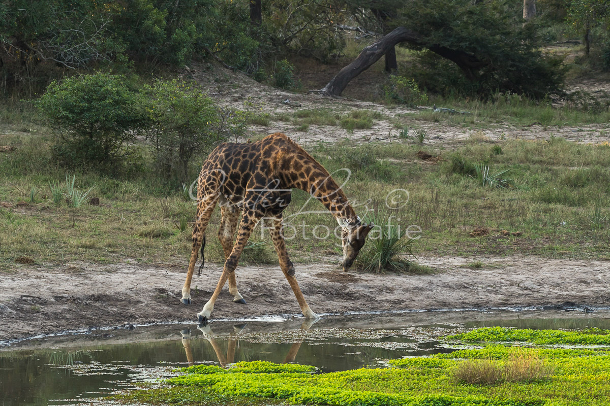 Tembe Elephant Park