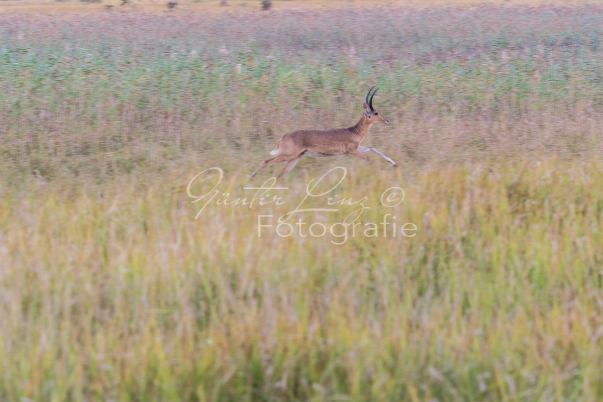 Tembe Elephant Park