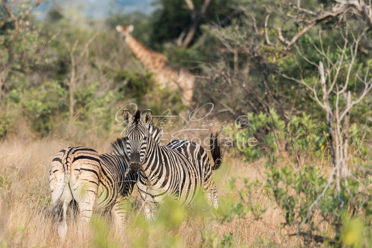 Tembe Elephant Park
