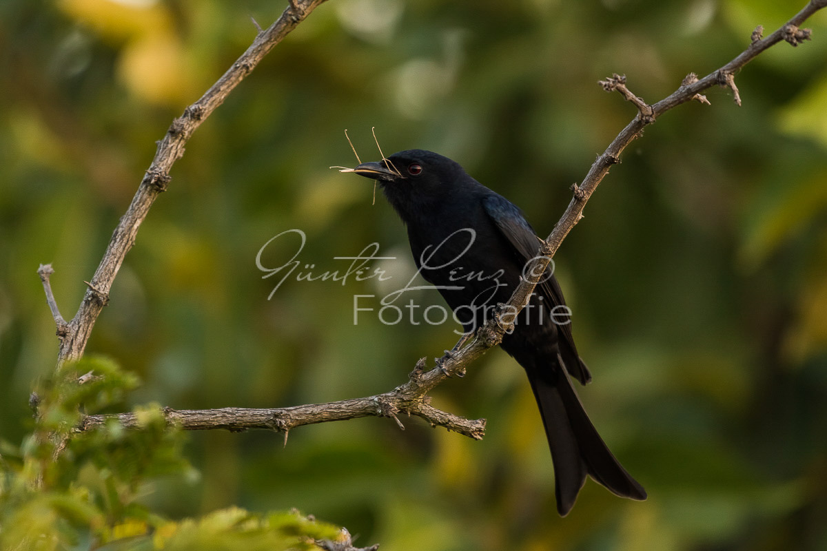 Trauerdrongo (Dicrurus adsimilis)