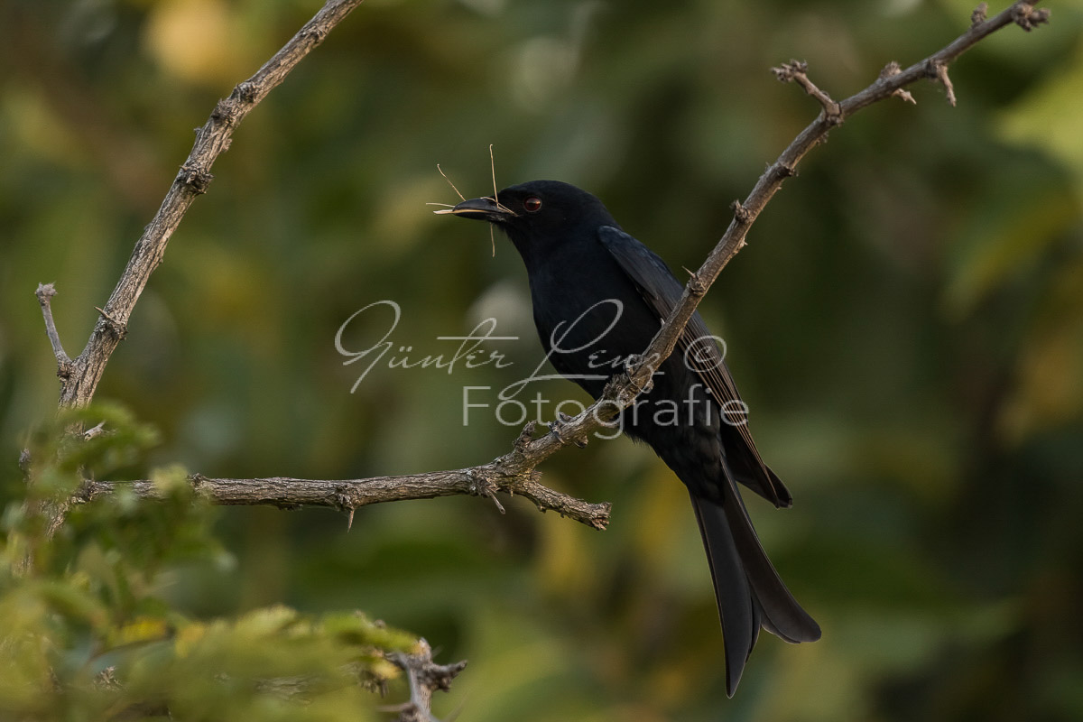 Trauerdrongo (Dicrurus adsimilis)