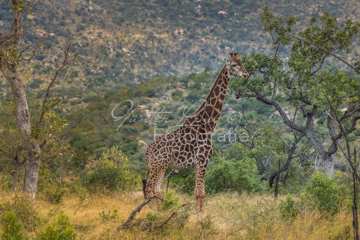 Giraffe (Giraffa camelopardalis), Mpumalanga, Südafrika