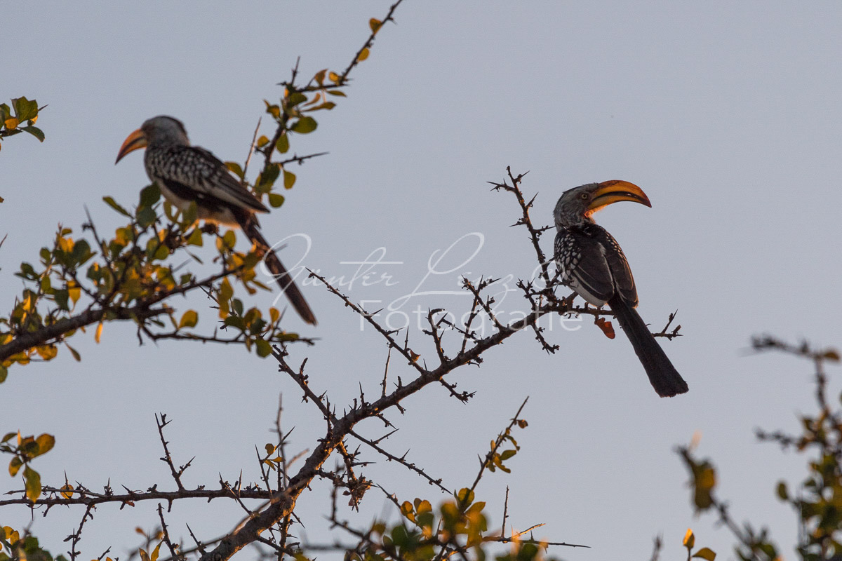 Limpopo, Südafrika