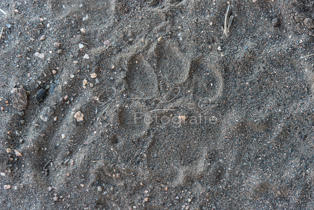 Löwenspur