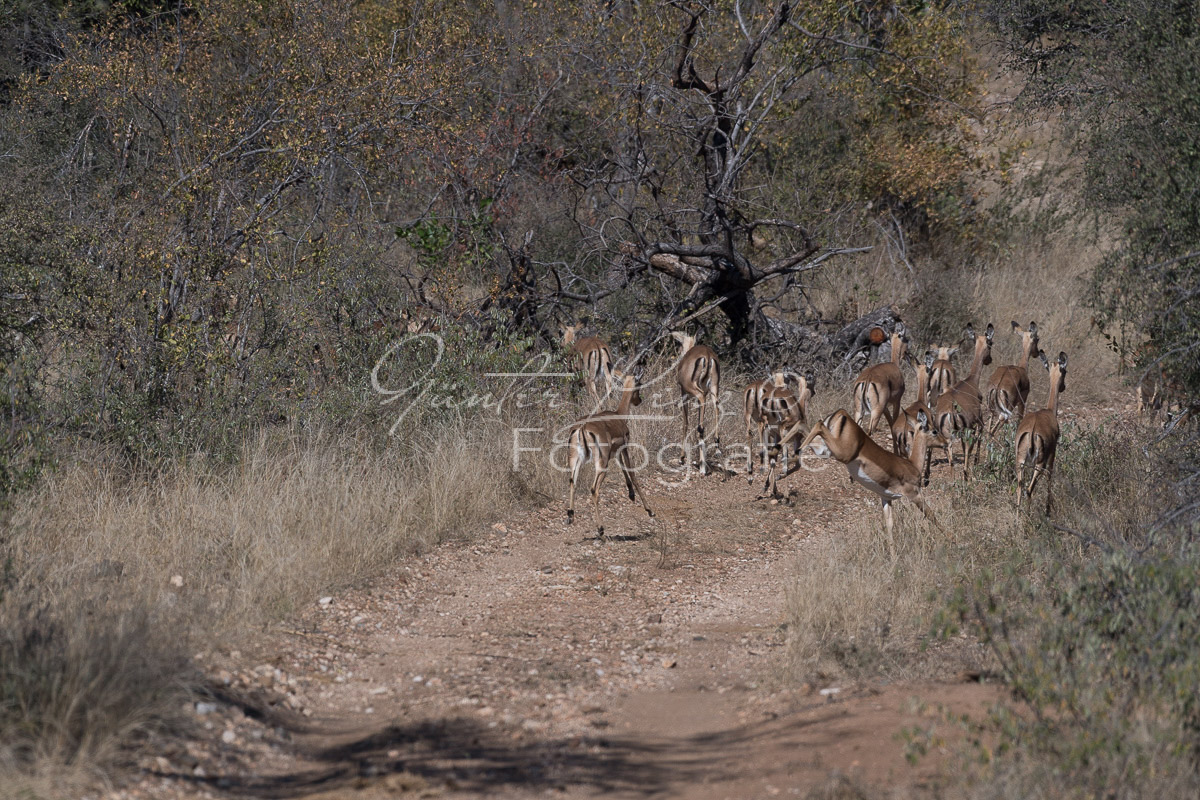 Limpopo, Südafrika