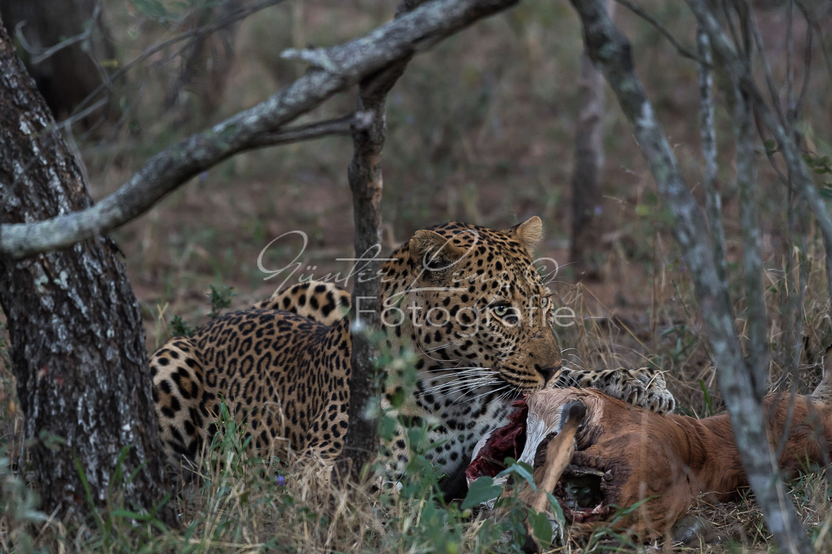 Limpopo, Südafrika