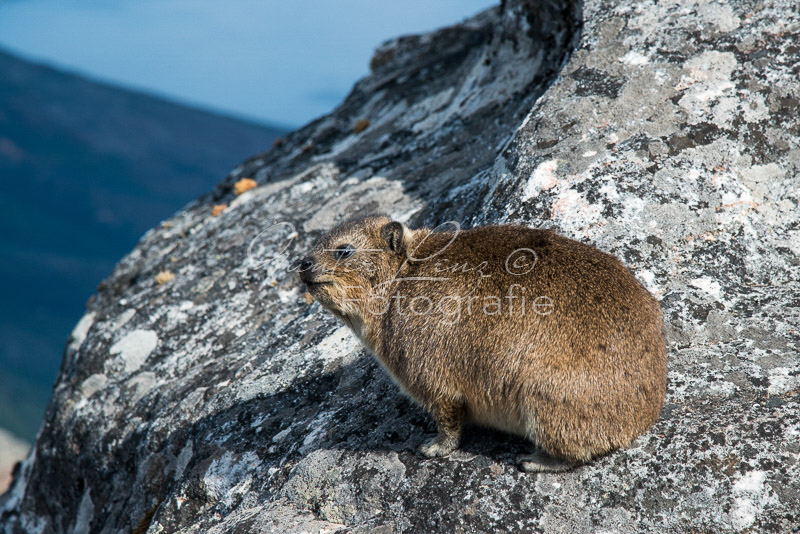 Kap-Klippschliefer (Procavia capensis)