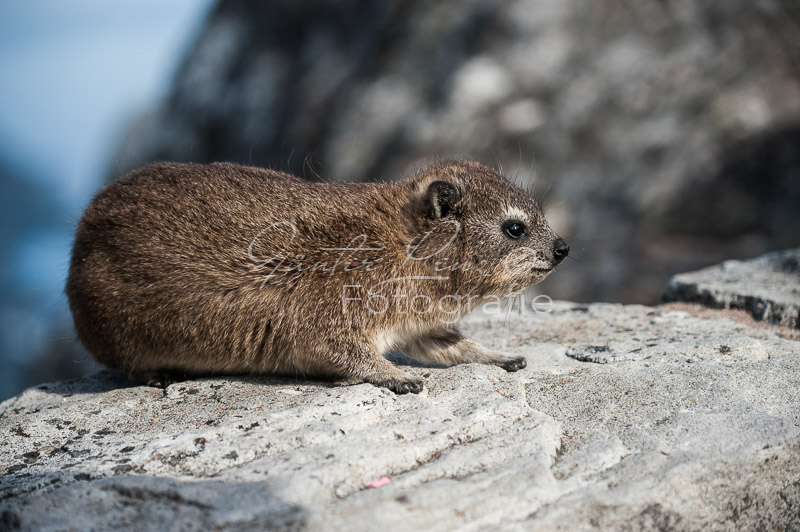 Kap-Klippschliefer (Procavia capensis)