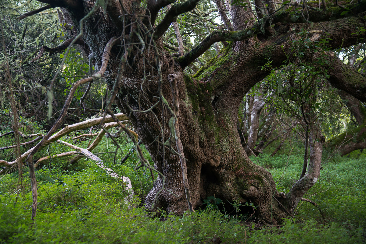 Milkwood Forest, Grootbos