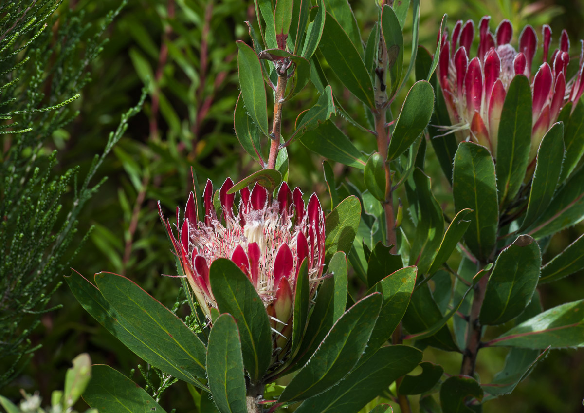 Protea (Protea repens)