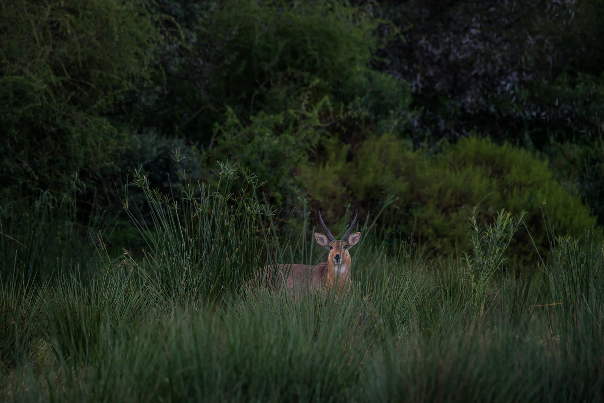 Riedbock (Redunca redunca)