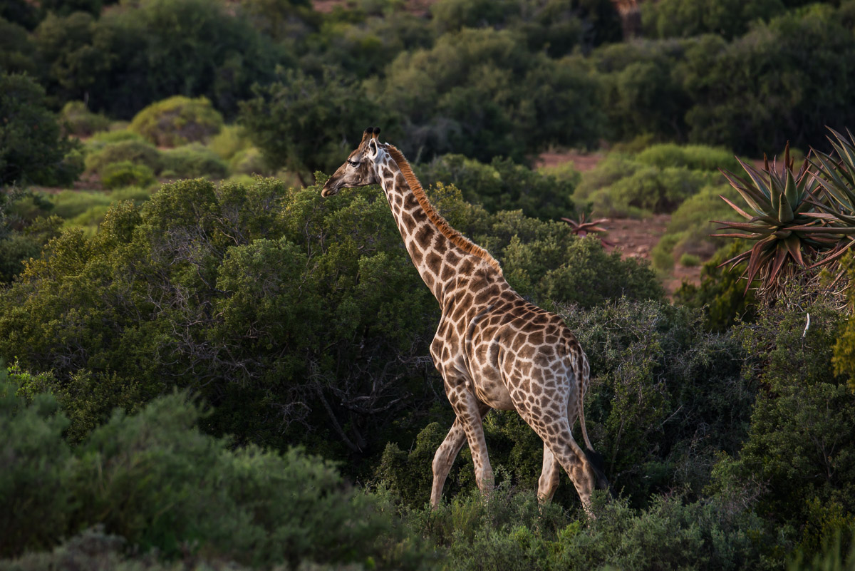 Giraffe (Giraffa camelopardalis)