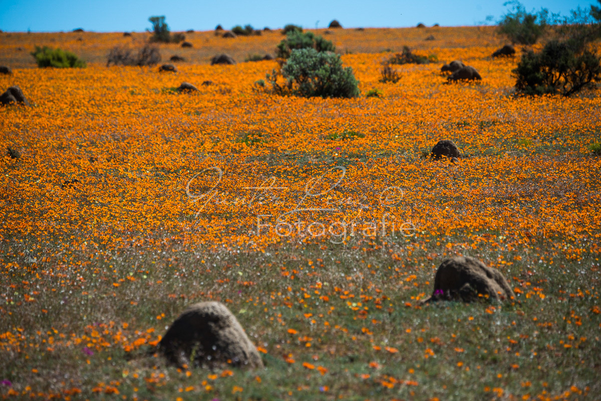 Namaqua Nationalpark