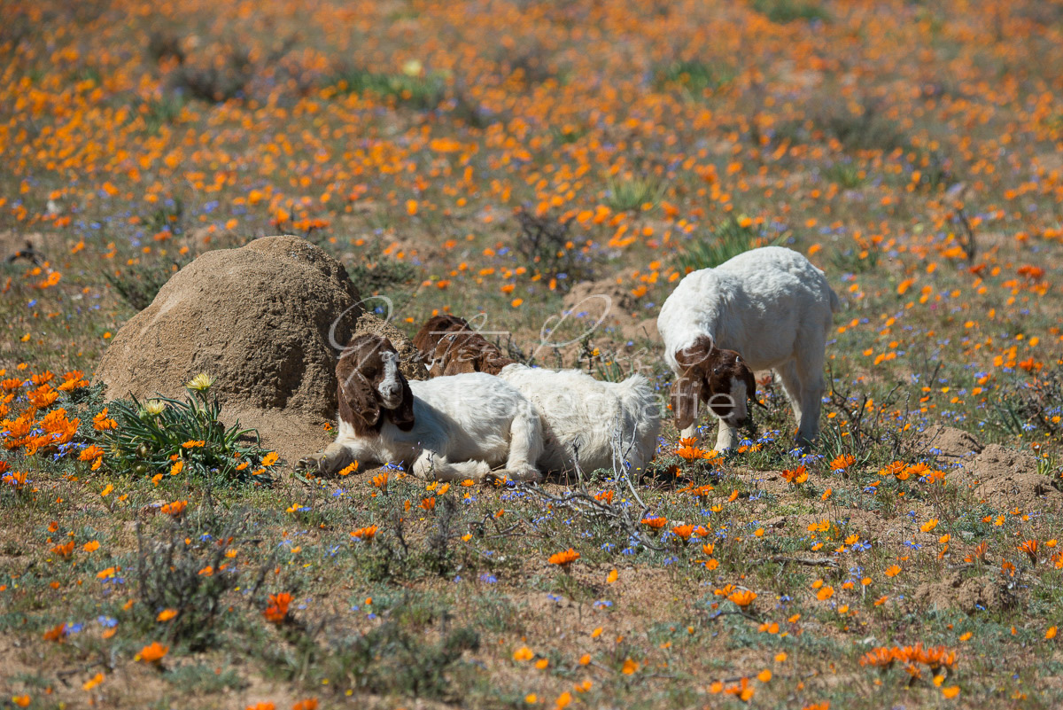 Namaqua Nationalpark