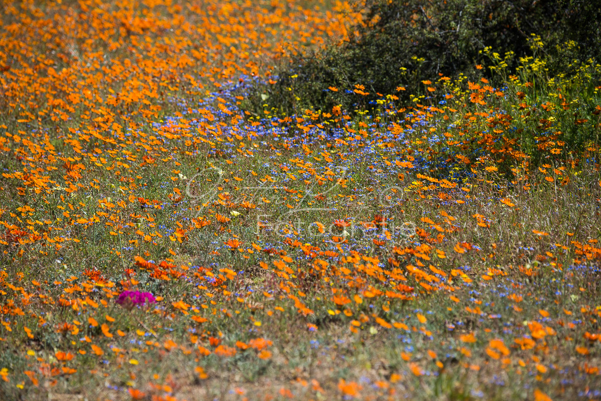 Namaqua Nationalpark