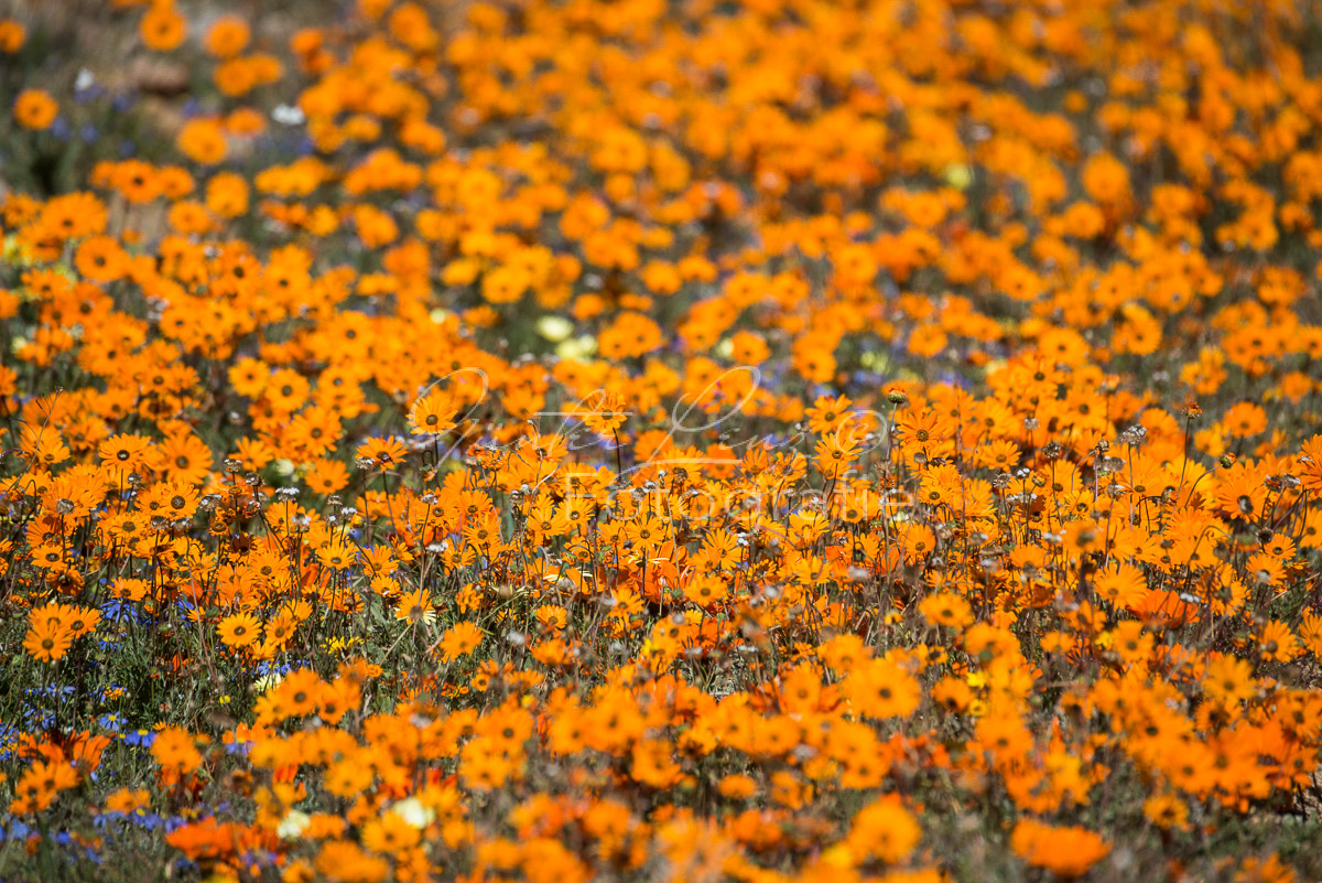 Namaqua Nationalpark