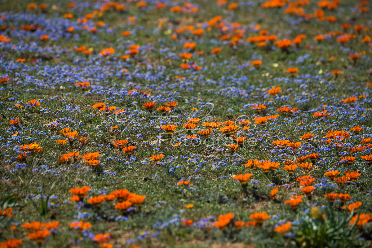 Namaqua Nationalpark
