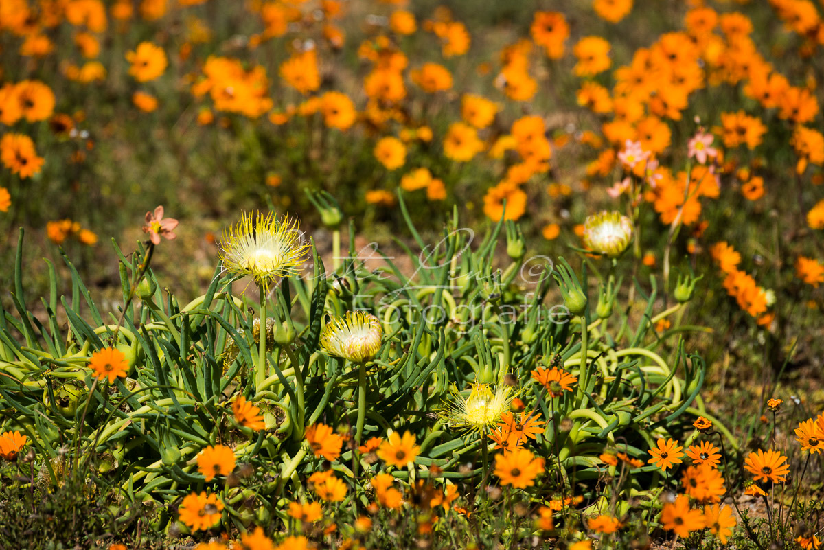 Namaqua Nationalpark