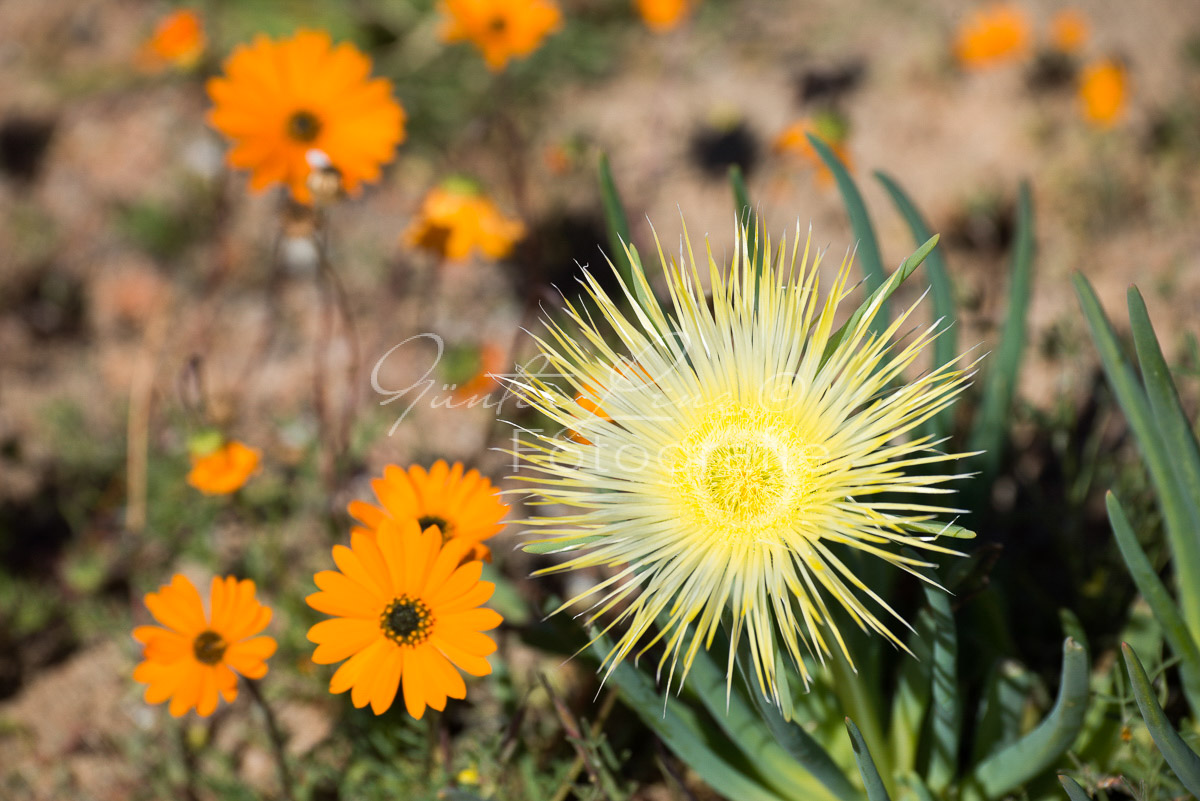 Namaqua Nationalpark