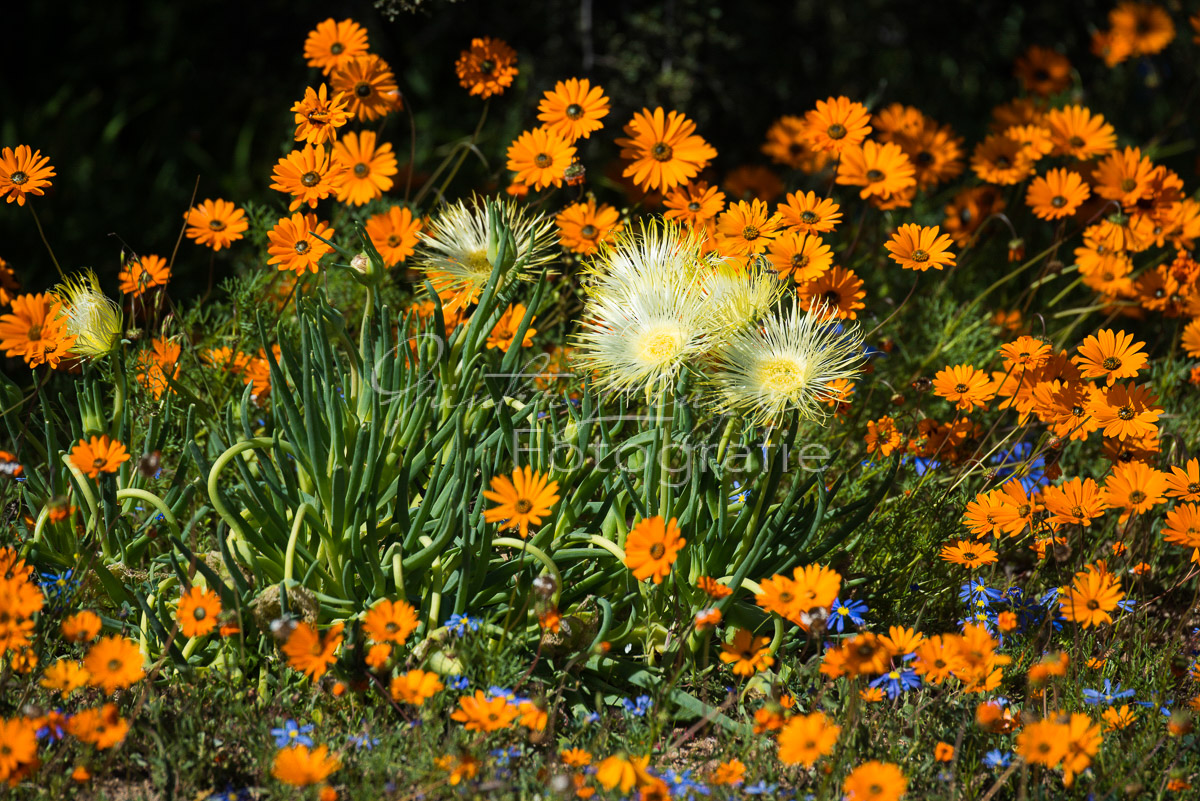 Namaqua Nationalpark
