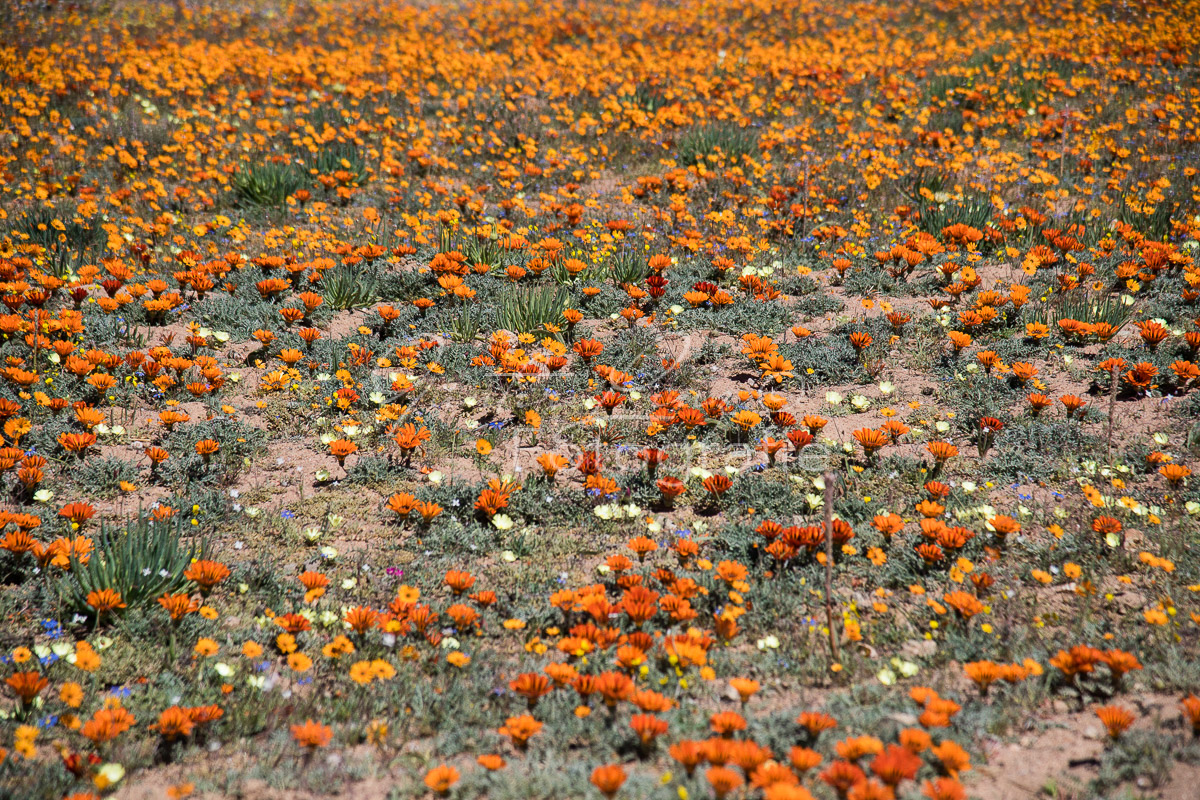 Namaqua Nationalpark