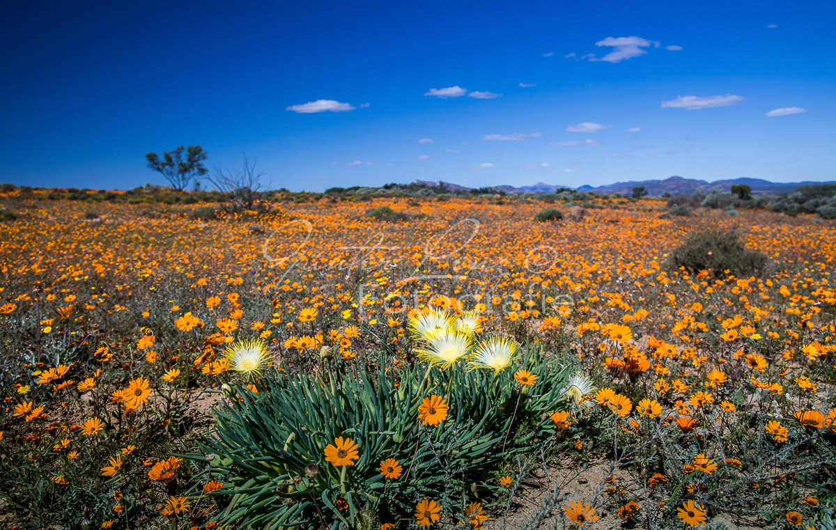 Namaqua Nationalpark