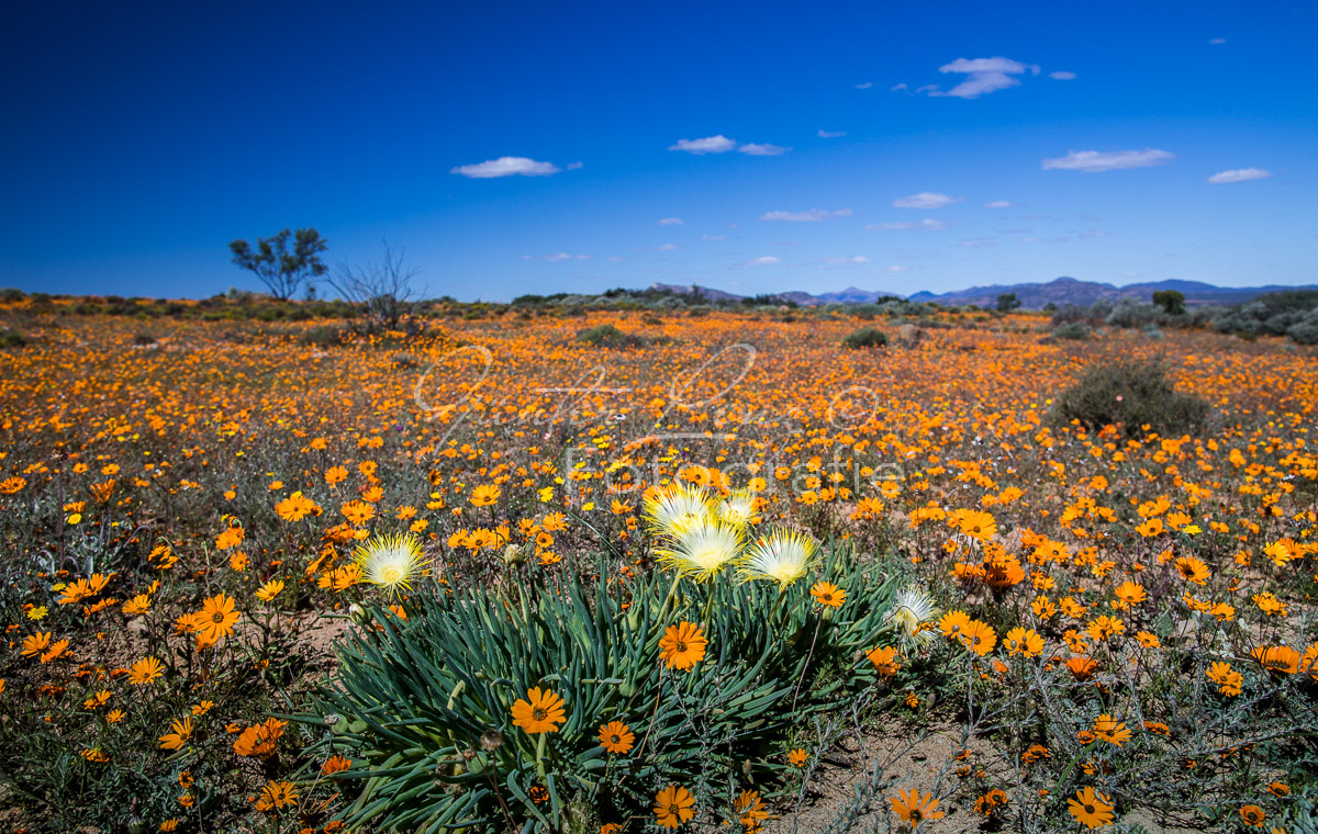 Namaqua Nationalpark