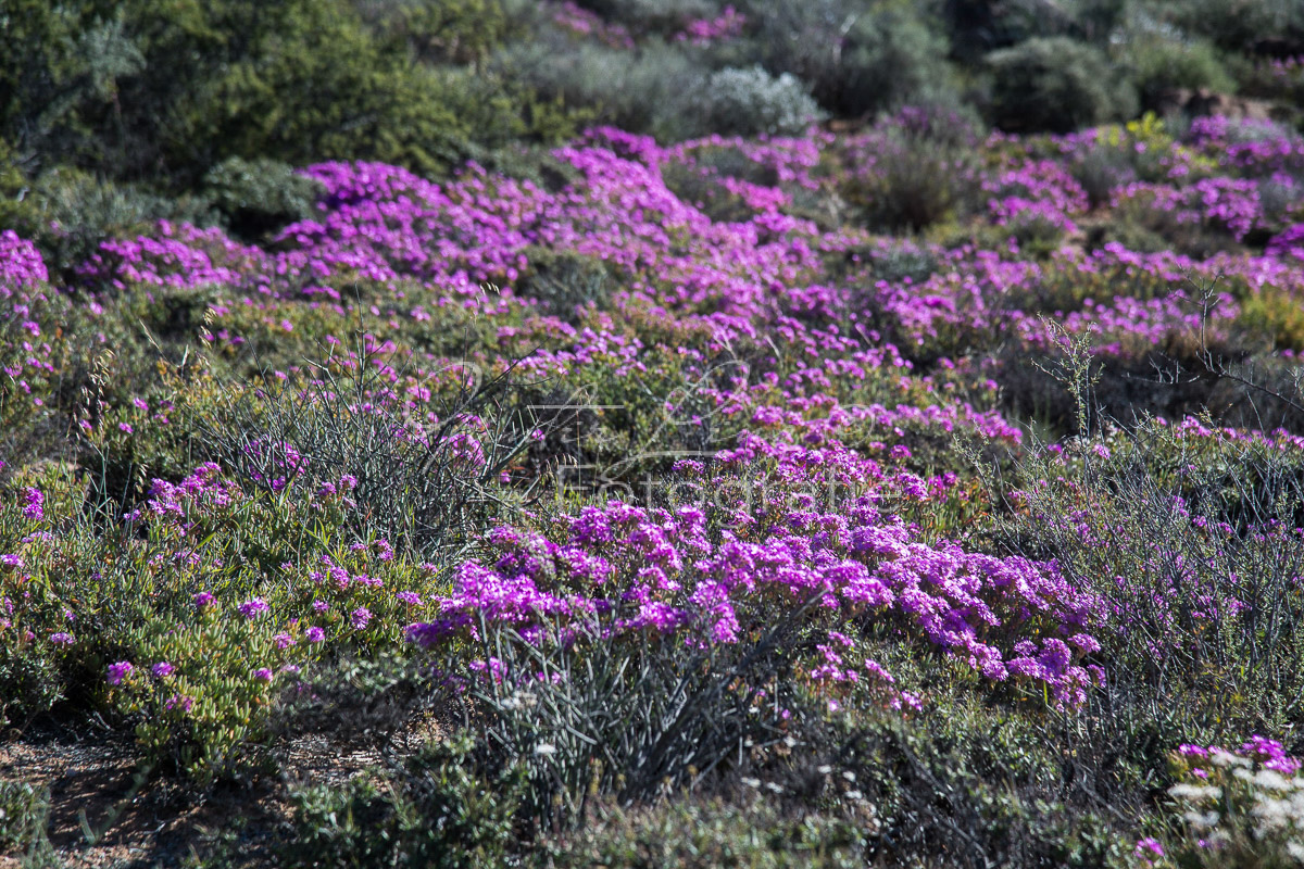 Namaqua Nationalpark
