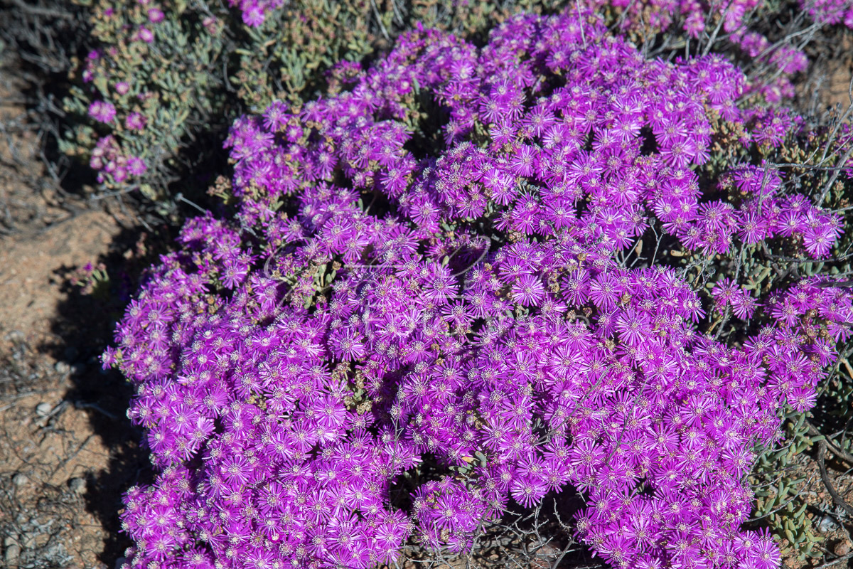 Namaqua Nationalpark